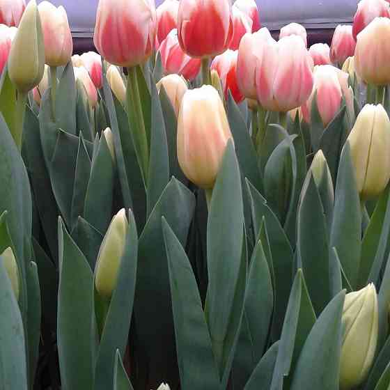 Тюльпаны к 8 марта Донецк