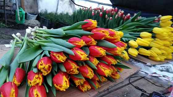 Тюльпаны к 8 марта Донецк