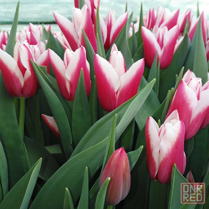 Тюльпаны к 8 марта Донецк - изображение 2