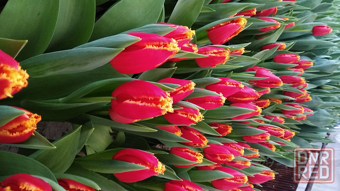 Тюльпаны к 8 марта Донецк - изображение 1