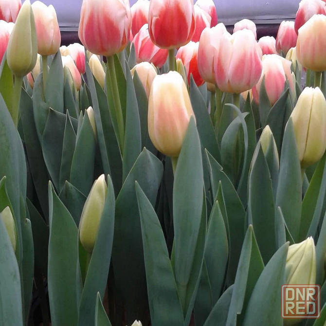 Тюльпаны к 8 марта Донецк - изображение 4