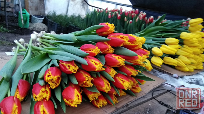 Тюльпаны к 8 марта Донецк - изображение 3