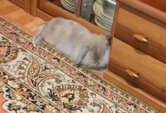 Отдам декоративного кролика Донецк