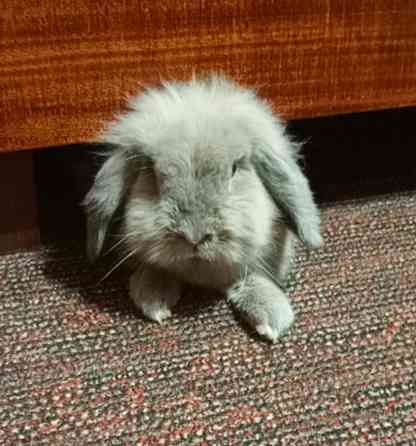 Отдам декоративного кролика Донецк