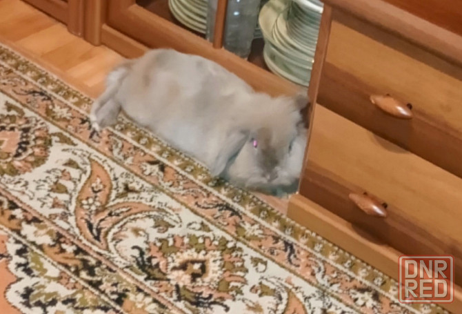 Отдам декоративного кролика Донецк - изображение 2