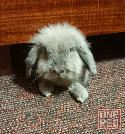 Отдам декоративного кролика Донецк - изображение 1