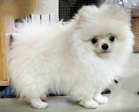 Продам щенка померанского шпица Донецк