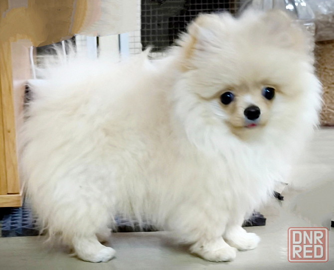 Продам щенка померанского шпица Донецк - изображение 1