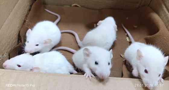 Дамбо Донецк