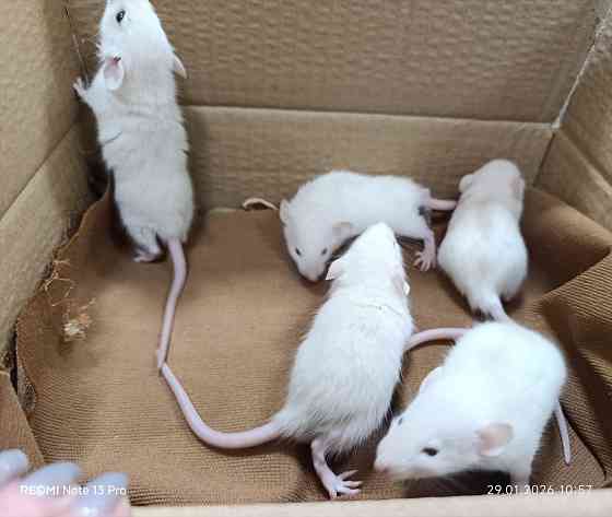 Дамбо Донецк