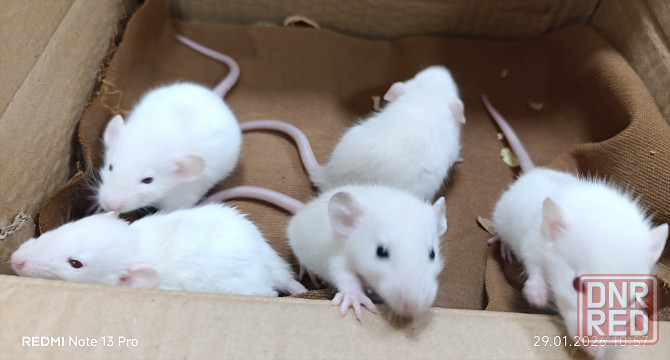 Дамбо Донецк - изображение 1