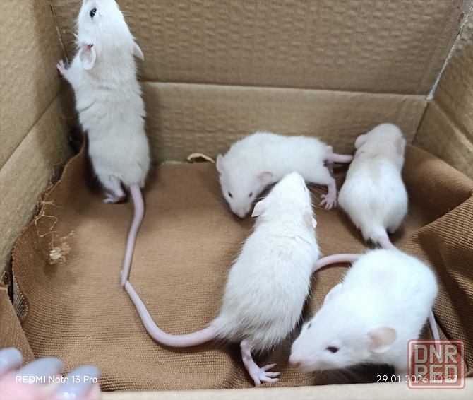 Дамбо Донецк - изображение 2