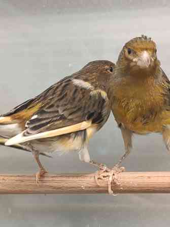 Канарейка, кенар Донецк