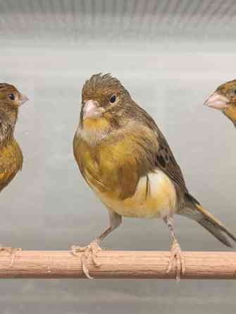 Канарейка, кенар Донецк