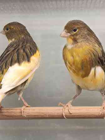 Канарейка, кенар Донецк