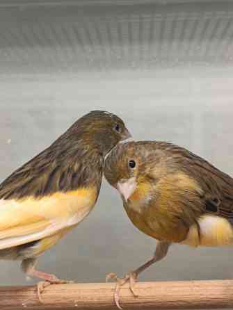 Канарейка, кенар Донецк