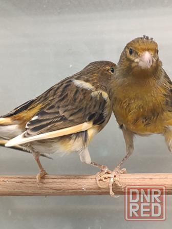 Канарейка, кенар Донецк - изображение 3