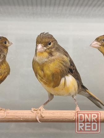 Канарейка, кенар Донецк - изображение 4