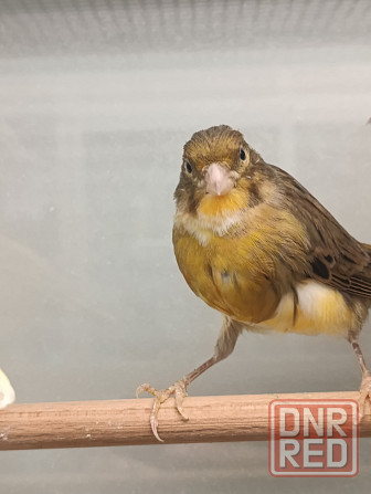 Канарейка, кенар Донецк - изображение 2
