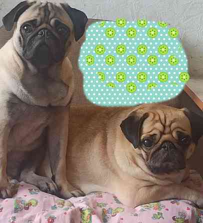 Щенки мопсика Донецк