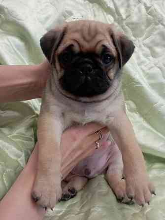 Щенки мопсика Донецк