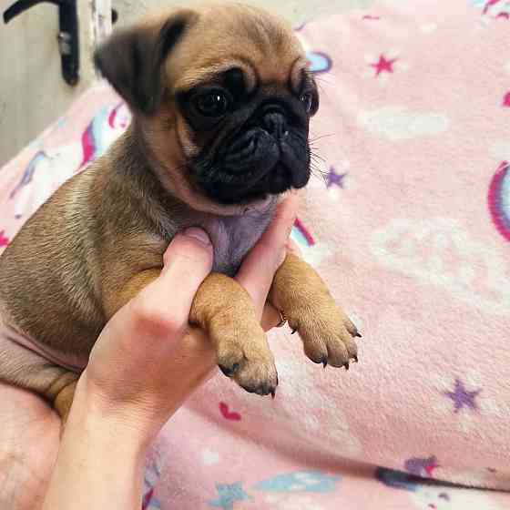 Щенки мопсика Донецк