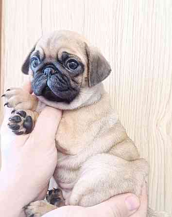 Щенки мопсика Донецк