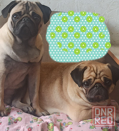 Щенки мопсика Донецк - изображение 3