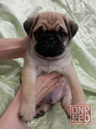 Щенки мопсика Донецк - изображение 2