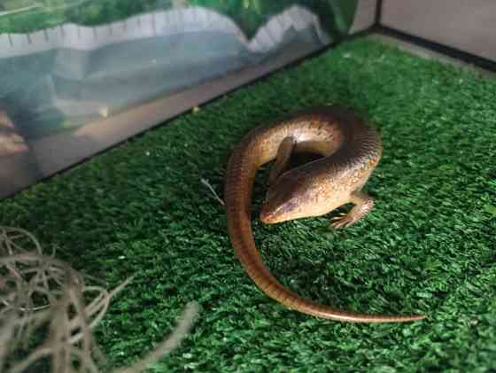 Сцинк, китайские, синеязыкие Донецк