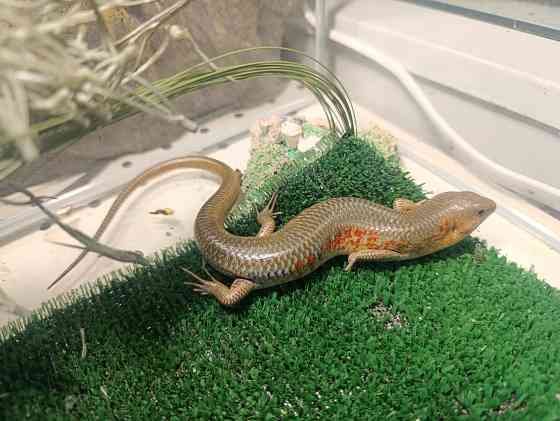 Сцинк, китайские, синеязыкие Донецк