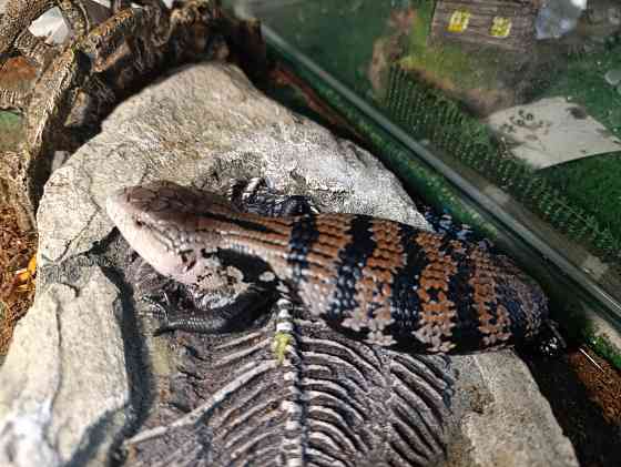 Сцинк, китайские, синеязыкие Донецк