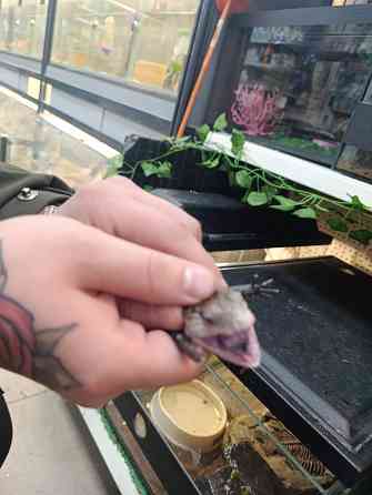 Сцинк, китайские, синеязыкие Донецк