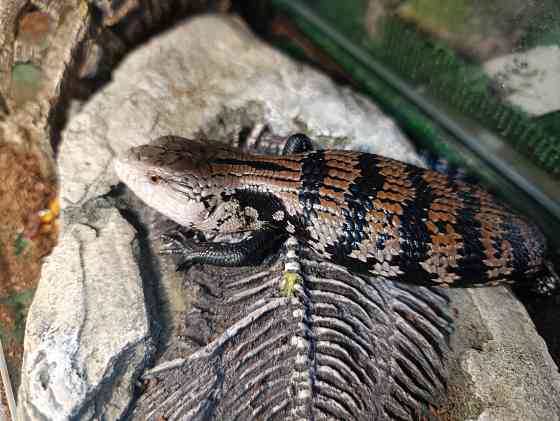 Сцинк, китайские, синеязыкие Донецк