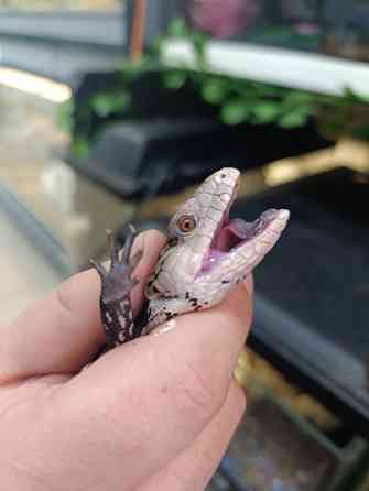 Сцинк, китайские, синеязыкие Донецк