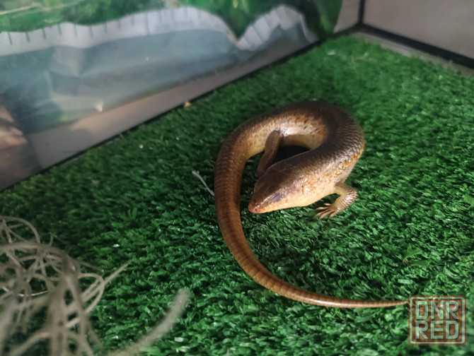 Сцинк, китайские, синеязыкие Донецк - изображение 2