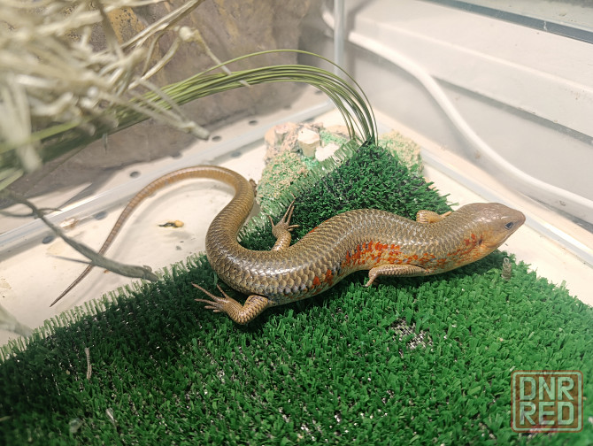 Сцинк, китайские, синеязыкие Донецк - изображение 1