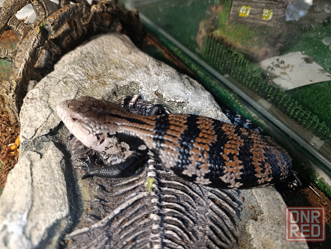 Сцинк, китайские, синеязыкие Донецк - изображение 3