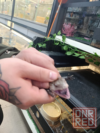 Сцинк, китайские, синеязыкие Донецк - изображение 6