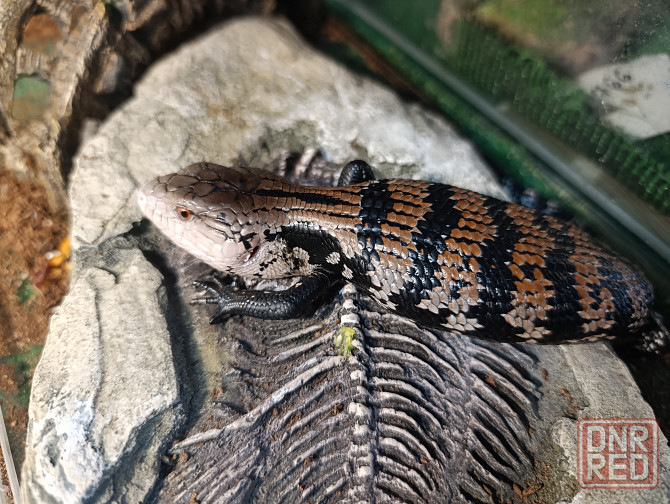 Сцинк, китайские, синеязыкие Донецк - изображение 4