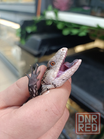 Сцинк, китайские, синеязыкие Донецк - изображение 5