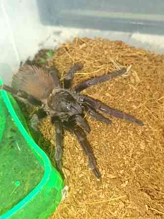 Паук птицеед Донецк