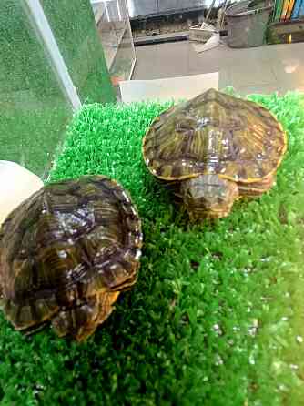Черепаха красноухая Донецк