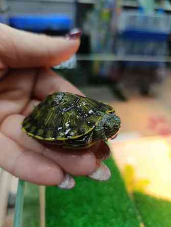 Черепаха красноухая Донецк