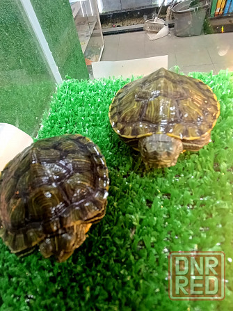 Черепаха красноухая Донецк - изображение 1