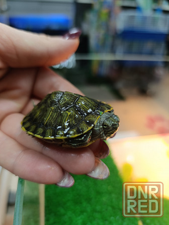 Черепаха красноухая Донецк - изображение 2