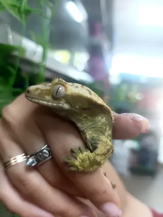 Бананоед Донецк