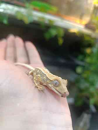 Бананоед Донецк