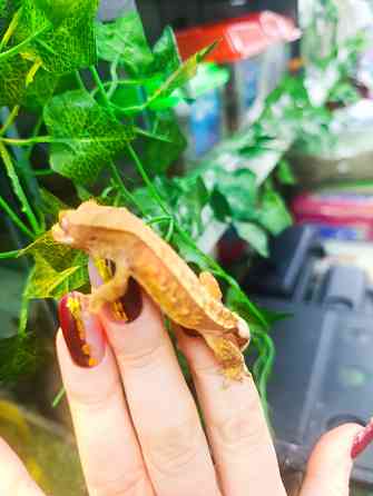 Бананоед Донецк