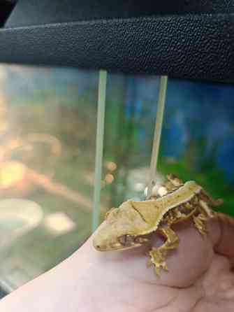 Бананоед Донецк